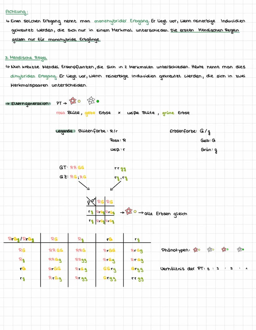 II.
Mendelsche Regeln
äußerers Erscheinungsbild eines Individums
Genotyp → genitische Ausstattung eines Individums
dominant → überlegendes M