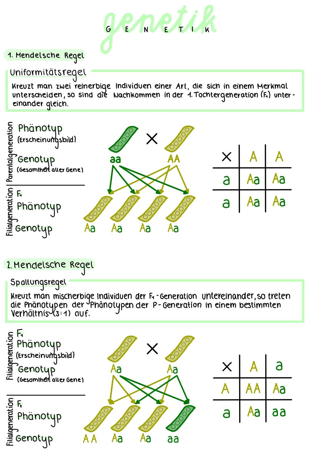 # 1. Mendelsche Regel

Uniformitätsregel

genetik

Kreuzt man zwei reinerbige Individuen einer Art, die sich in einem Merkmal
unterscheiden,