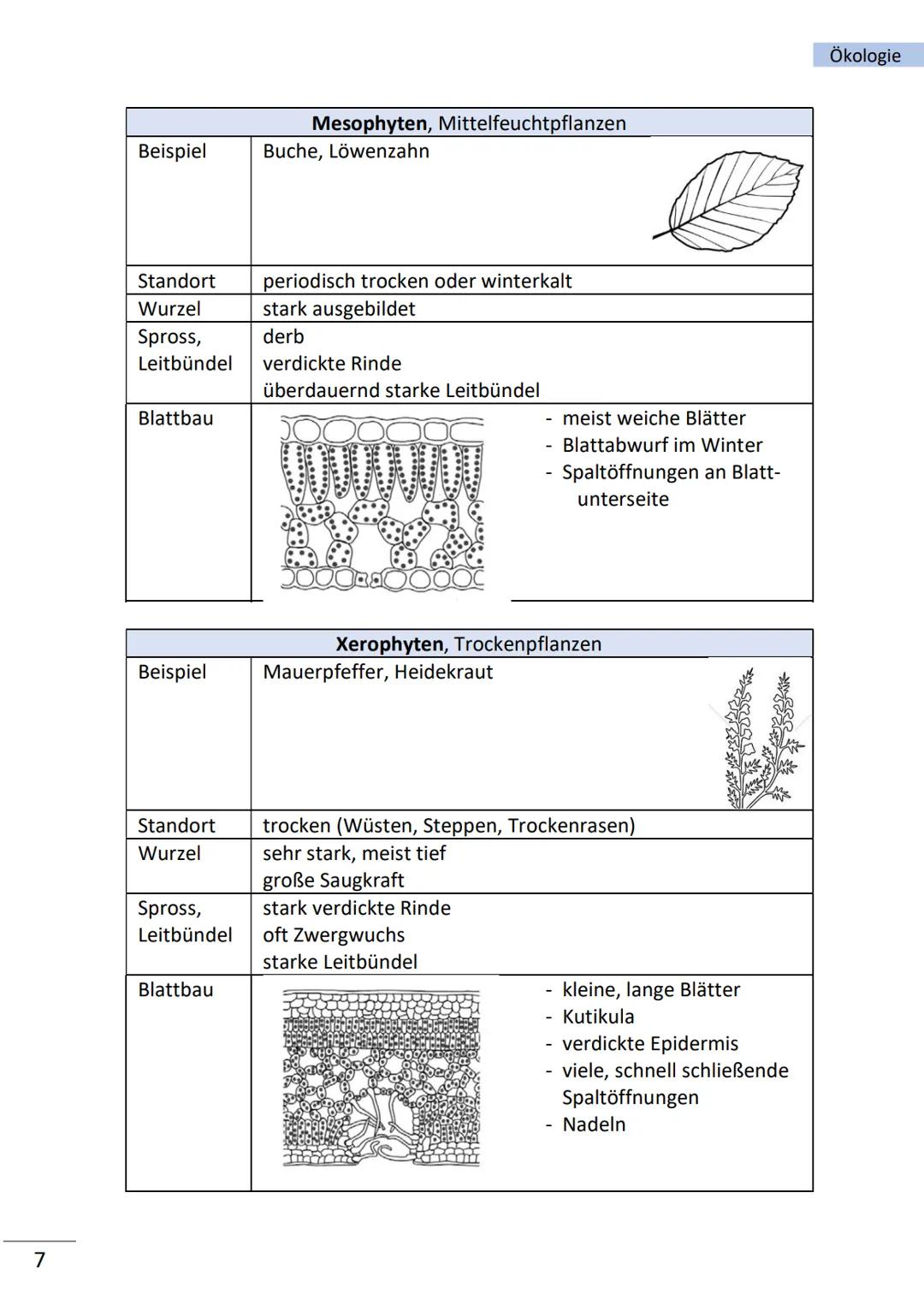 Ökologie

Ökologie

= befasst sich mit Wechselbeziehungen zwischen Lebewesen und ihrer Umwelt

wichtige Begriffe

Biosphäre Gesamtheit des v
