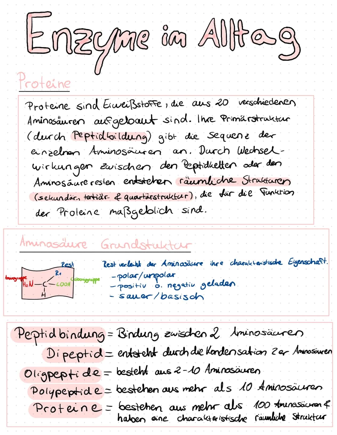 Enzyme in Alltag
Proteine
Proteine sind Eiweißstoffe, die aus 20 verschiedenen
Aminosäuren aufgebaut sind. Ihre Primärstruktur
(durch Peptid