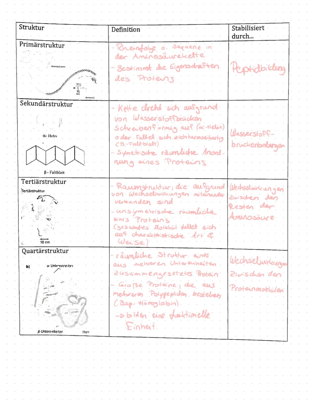 Enzyme in Alltag
Proteine
Proteine sind Eiweißstoffe, die aus 20 verschiedenen
Aminosäuren aufgebaut sind. Ihre Primärstruktur
(durch Peptid