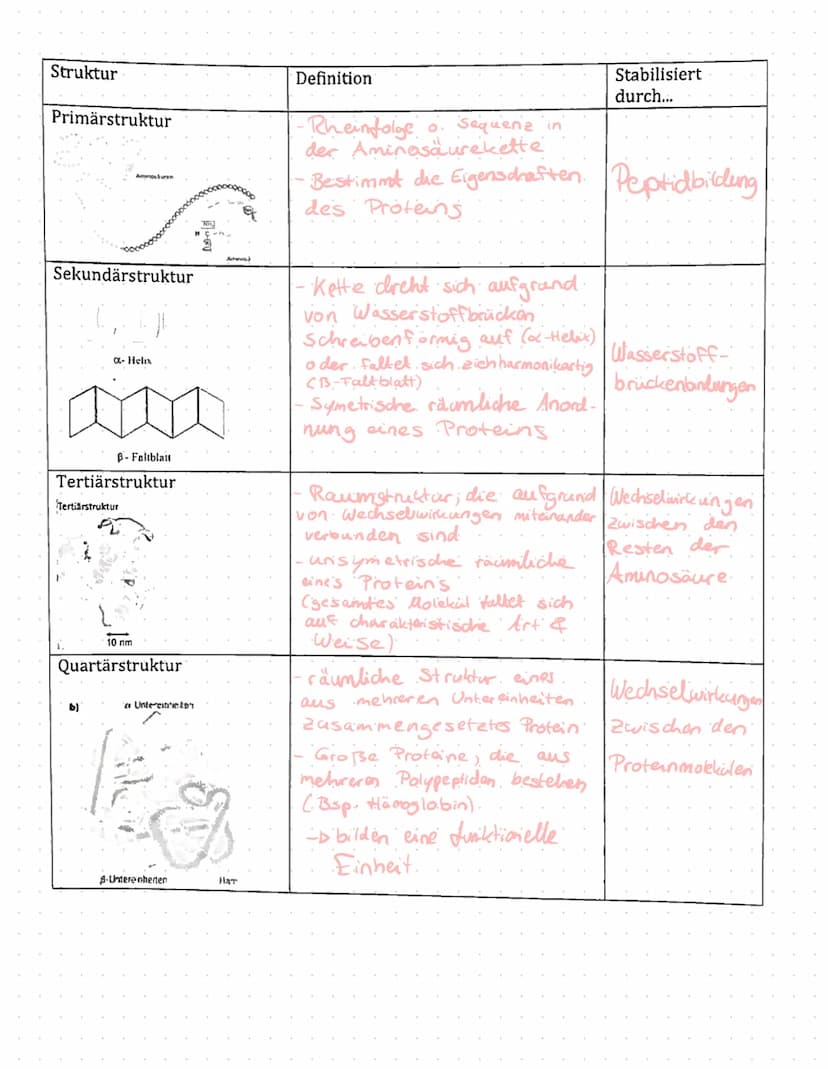 Enzyme in Alltag
Proteine
Proteine sind Eiweißstoffe, die aus 20 verschiedenen
Aminosäuren aufgebaut sind. Ihre Primärstruktur
(durch Peptid