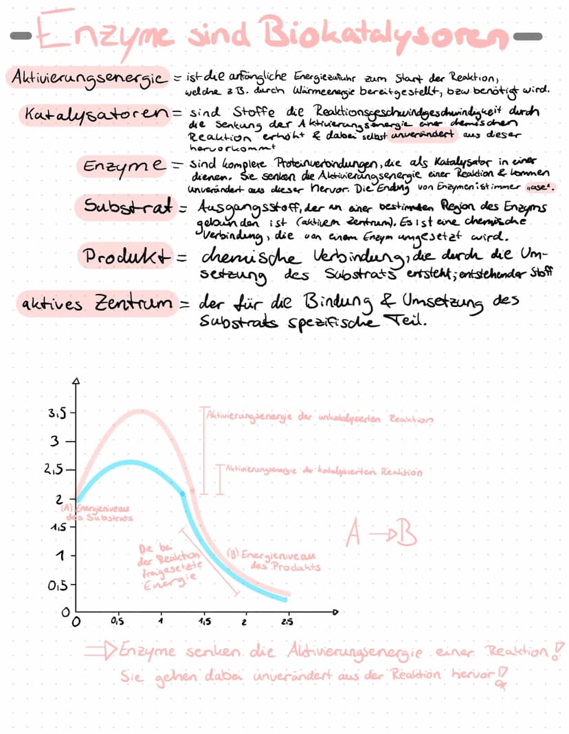 Enzyme in Alltag
Proteine
Proteine sind Eiweißstoffe, die aus 20 verschiedenen
Aminosäuren aufgebaut sind. Ihre Primärstruktur
(durch Peptid