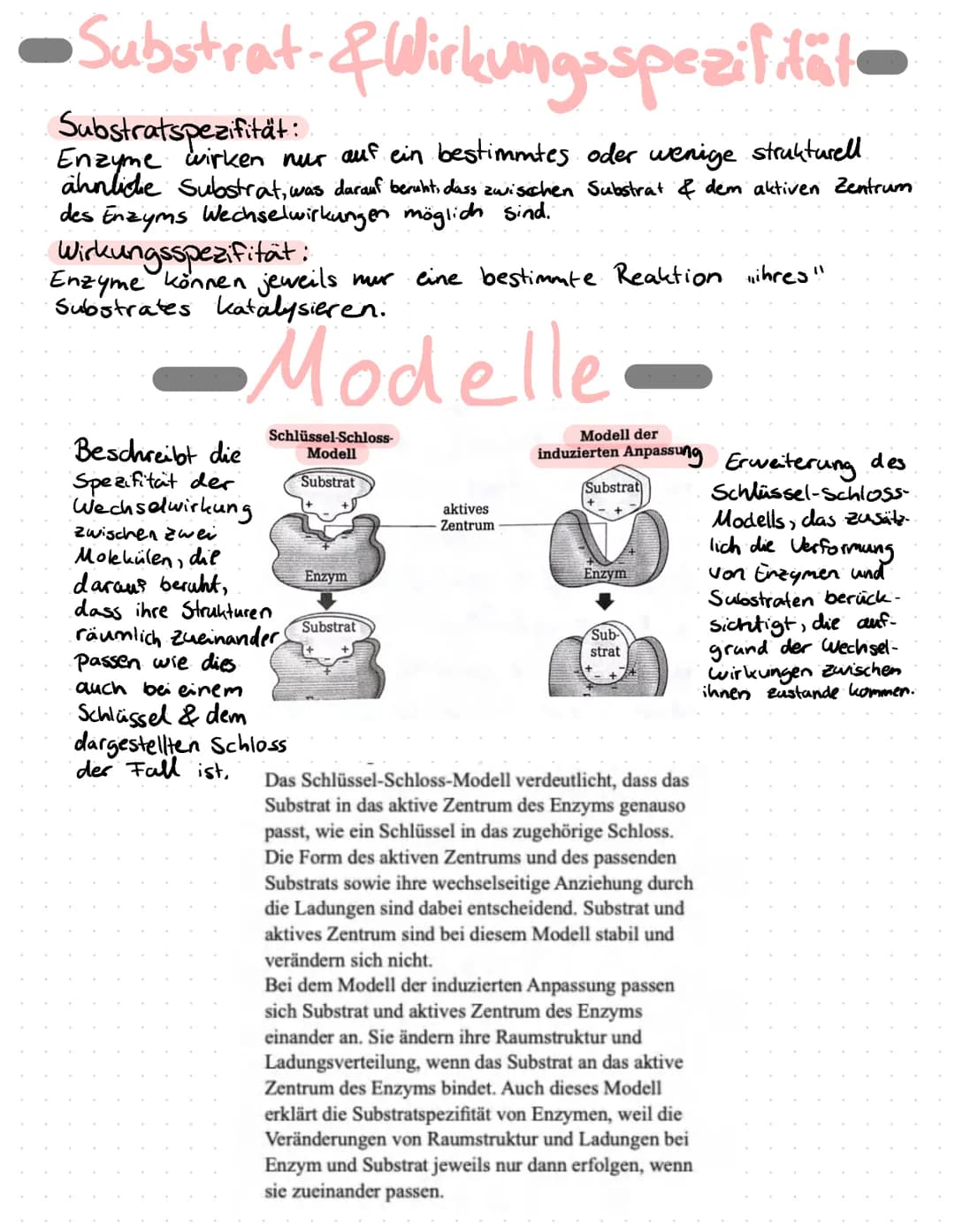 Enzyme in Alltag
Proteine
Proteine sind Eiweißstoffe, die aus 20 verschiedenen
Aminosäuren aufgebaut sind. Ihre Primärstruktur
(durch Peptid