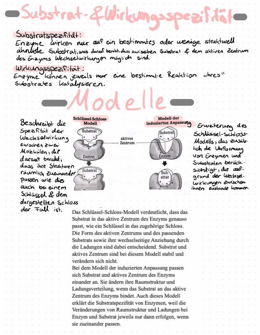 Enzyme in Alltag
Proteine
Proteine sind Eiweißstoffe, die aus 20 verschiedenen
Aminosäuren aufgebaut sind. Ihre Primärstruktur
(durch Peptid