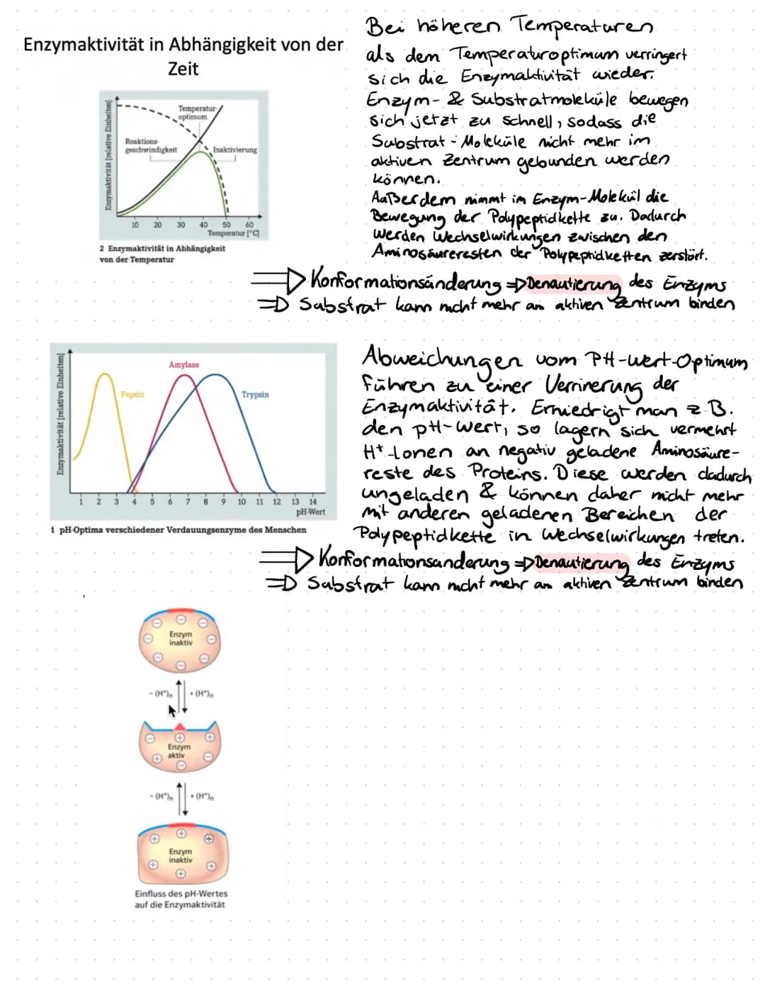 Enzyme in Alltag
Proteine
Proteine sind Eiweißstoffe, die aus 20 verschiedenen
Aminosäuren aufgebaut sind. Ihre Primärstruktur
(durch Peptid