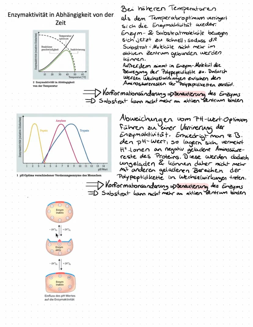 Enzyme in Alltag
Proteine
Proteine sind Eiweißstoffe, die aus 20 verschiedenen
Aminosäuren aufgebaut sind. Ihre Primärstruktur
(durch Peptid