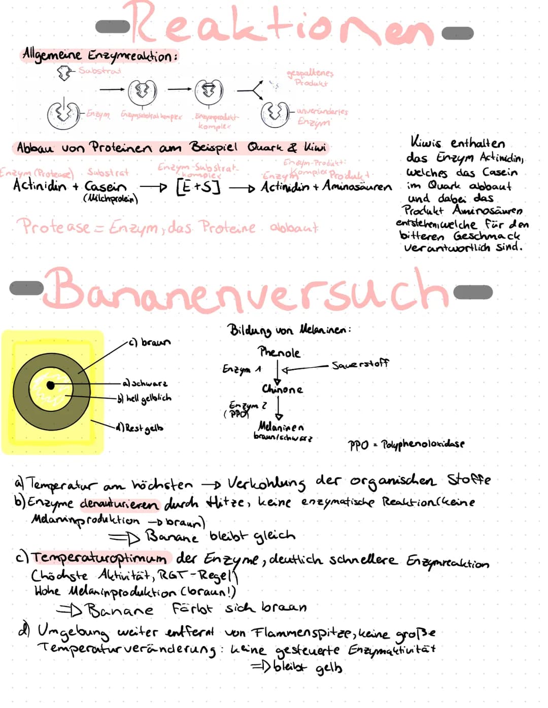Enzyme in Alltag
Proteine
Proteine sind Eiweißstoffe, die aus 20 verschiedenen
Aminosäuren aufgebaut sind. Ihre Primärstruktur
(durch Peptid