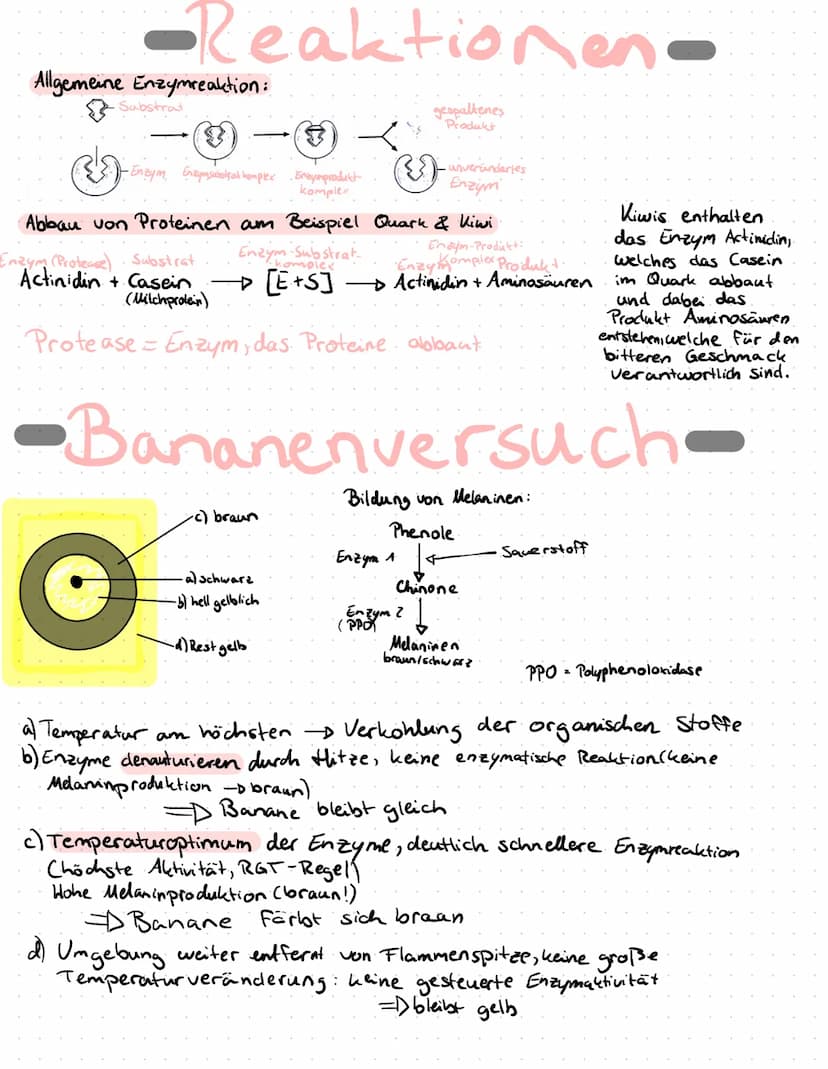 Enzyme in Alltag
Proteine
Proteine sind Eiweißstoffe, die aus 20 verschiedenen
Aminosäuren aufgebaut sind. Ihre Primärstruktur
(durch Peptid
