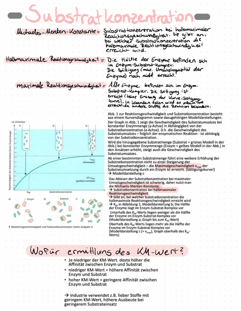 Enzyme in Alltag
Proteine
Proteine sind Eiweißstoffe, die aus 20 verschiedenen
Aminosäuren aufgebaut sind. Ihre Primärstruktur
(durch Peptid