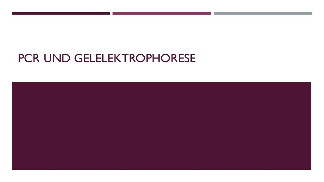 PCR Methode einfach erklärt: Von der Polymerase-Kettenreaktion zur Gelelektrophorese