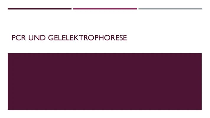 Know PCR und Gelelektrophorese thumbnail