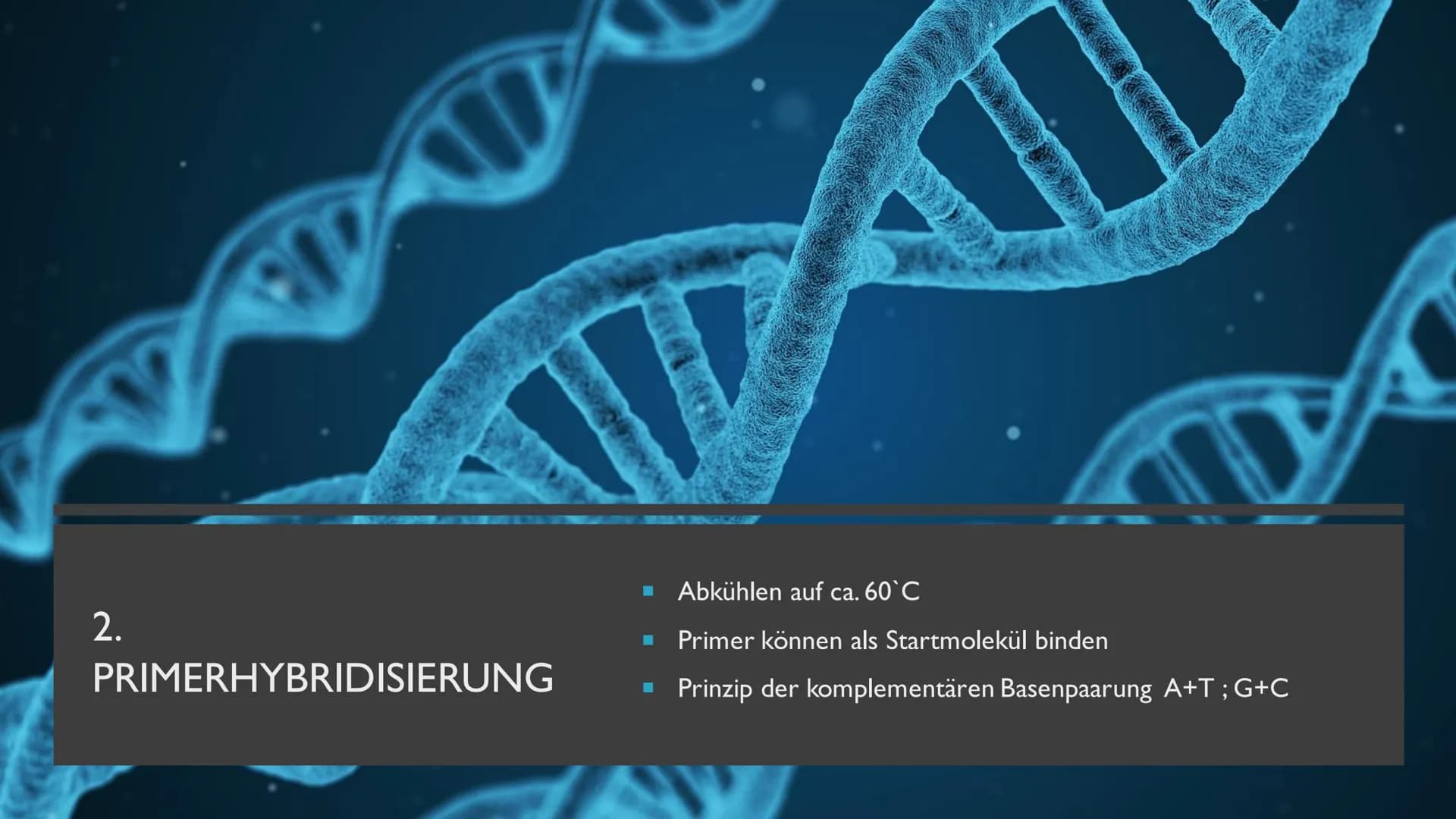 PCR UND GELELEKTROPHORESE INHALTSVERZEICHNIS
PCR
1. Was ist PCR?
2. Kary Mullis
3. Warum wird PCR durchgeführt
4. Was wird für die PCR-Reakt