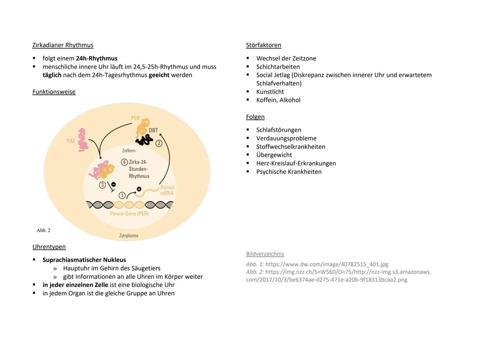 
<h2 id="chronobiologie">Chronobiologie</h2>
<p>Die innere Uhr ist ein Teil der Chronobiologie, ein Fachgebiet der Biologie, das die zeitlic