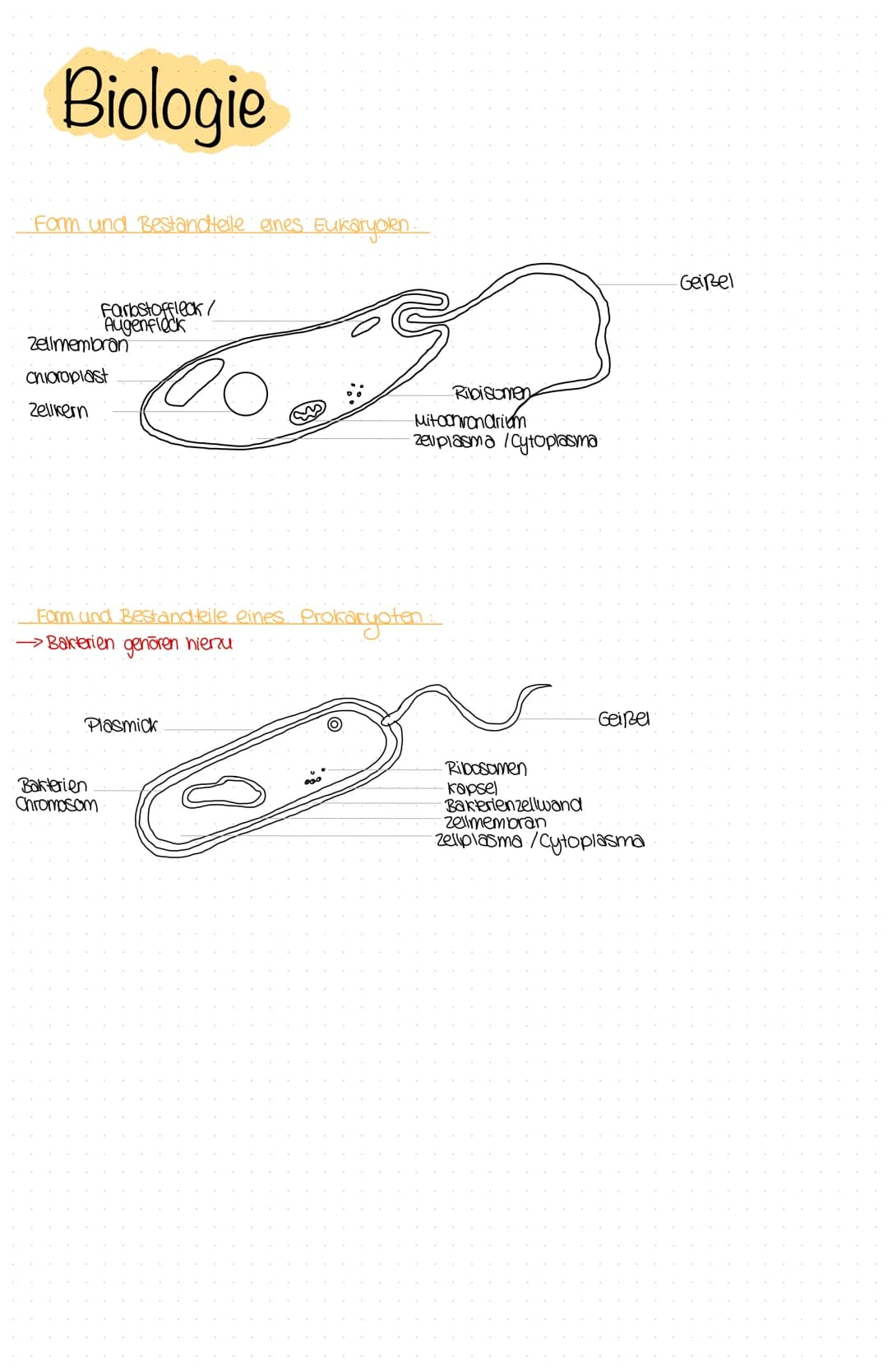 Biologie
Form und Bestandteile eines Eu
Farbstoffleck/
Augenfleck
Zellmembran
chiaroplast
Zellkern
Plasmick
Bakterien
Chromosom
Eukaryolen.
