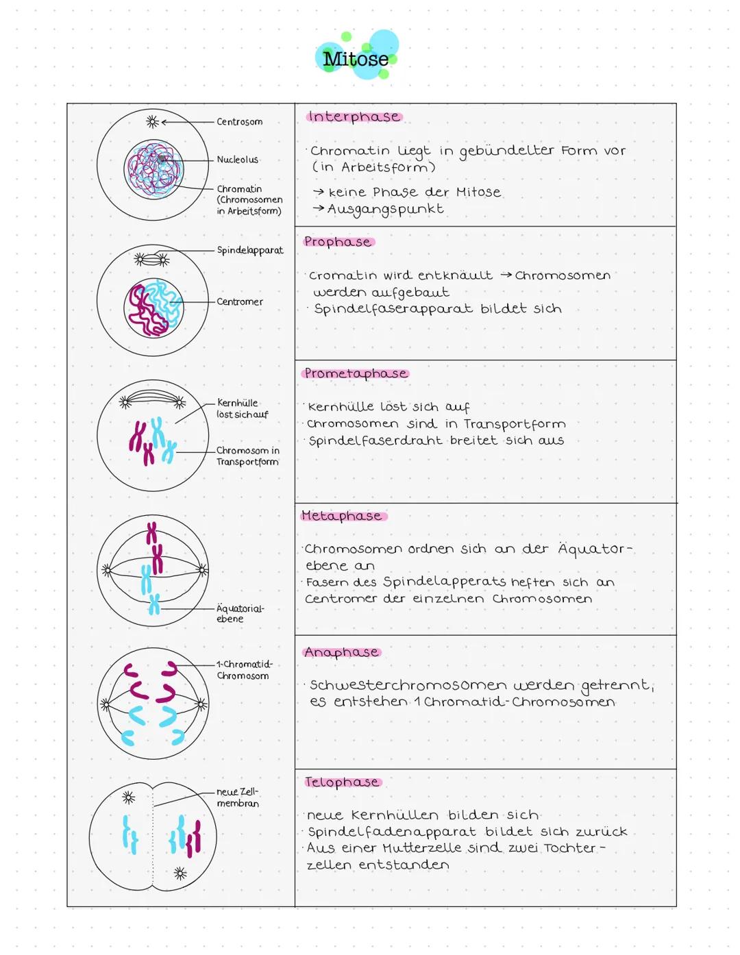 *
*
# Mitose

*   Centrosom

*   Nucleolus

*   Chromatin
    (Chromosomen
    in Arbeitsform)

*   -Spindelapparat

*   -Centromer

## Inte
