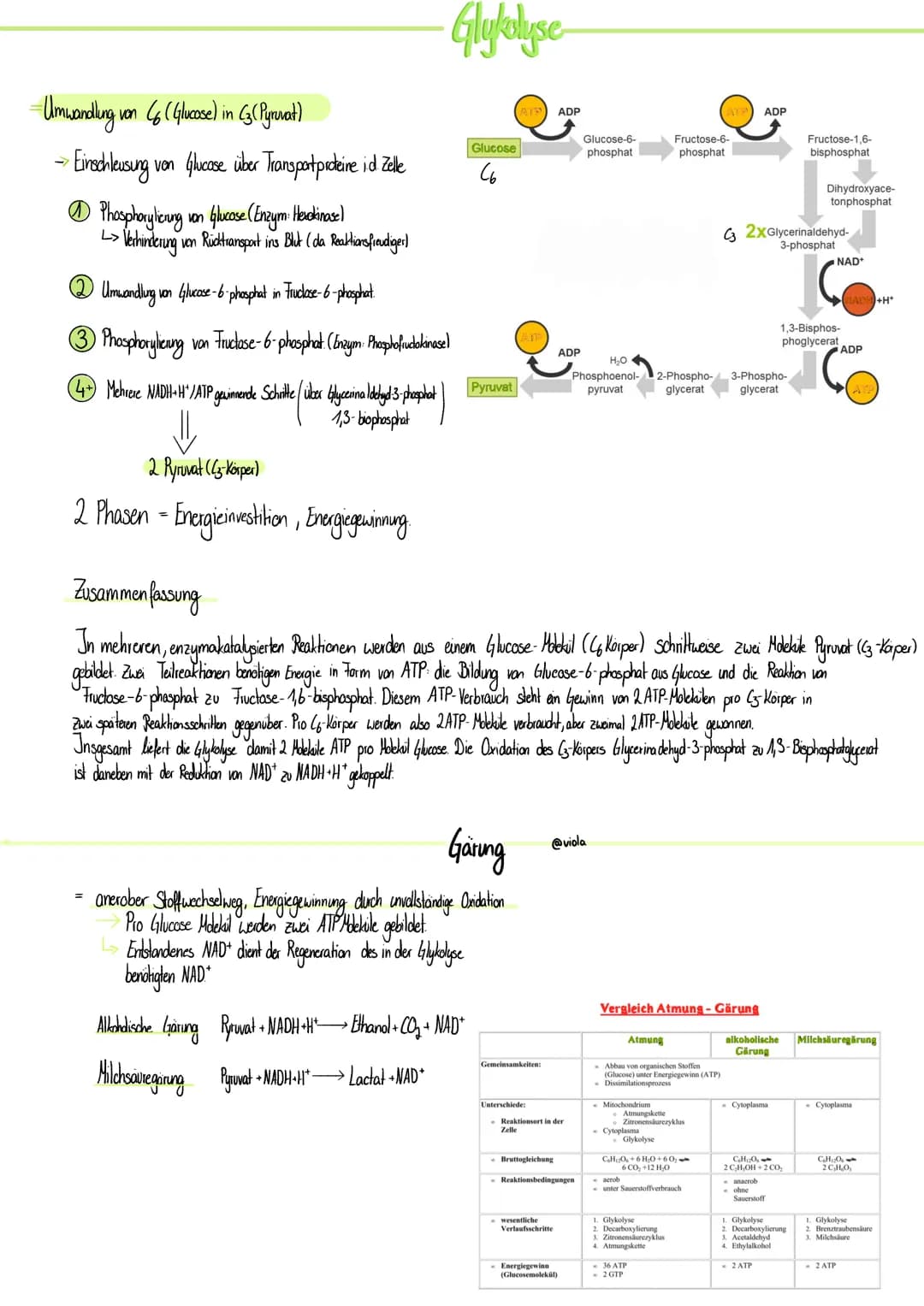 -Umwandlung von (6 (Glucose) in (3 (Pyrnat)
» Einschleusung von Glucose über Transport proteine id. Zelle
Phosphorylicing
von Glucose (Enzym