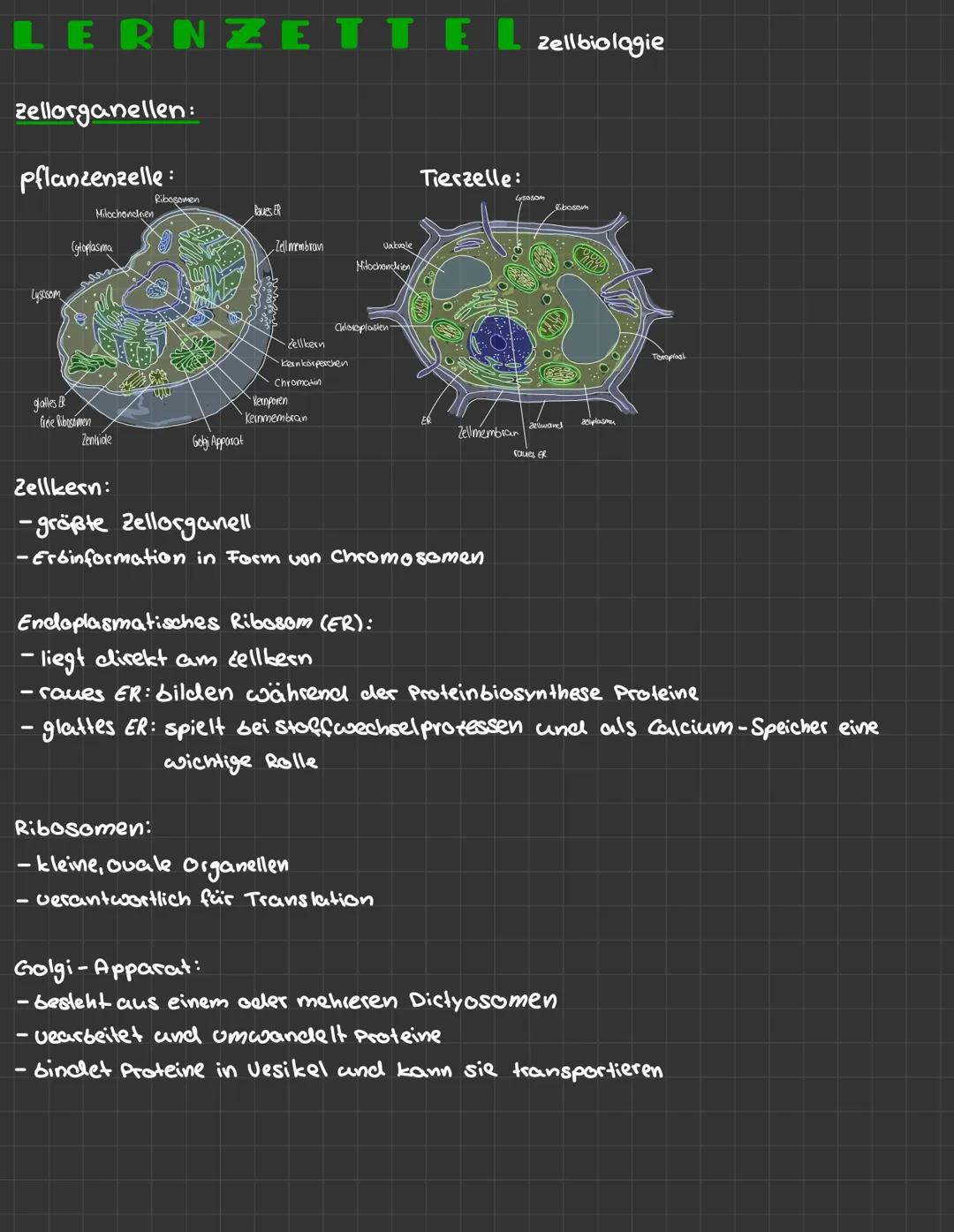 LERNZETTEL zellbiologie
zellorganellen:
pflanzenzelle:
Lysosom
glatles R
Cytoplasma
freie Bibostimen
Milochondrien
Ribosomen
Zentride
Golgi 