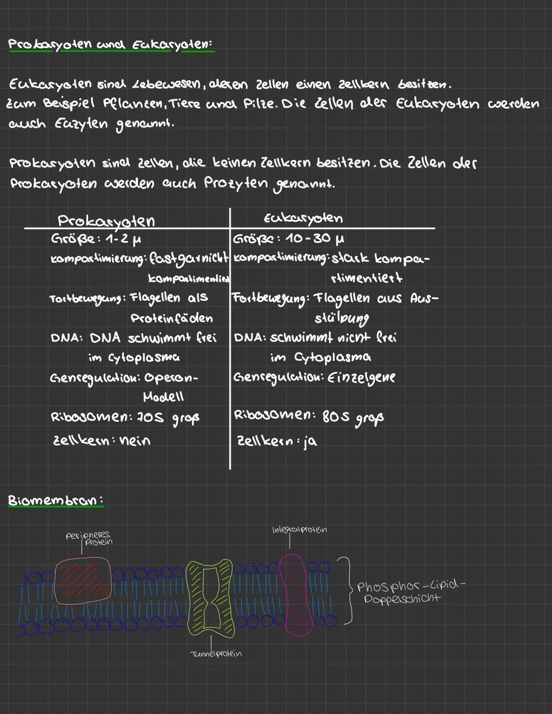 LERNZETTEL zellbiologie
zellorganellen:
pflanzenzelle:
Lysosom
glatles R
Cytoplasma
freie Bibostimen
Milochondrien
Ribosomen
Zentride
Golgi 