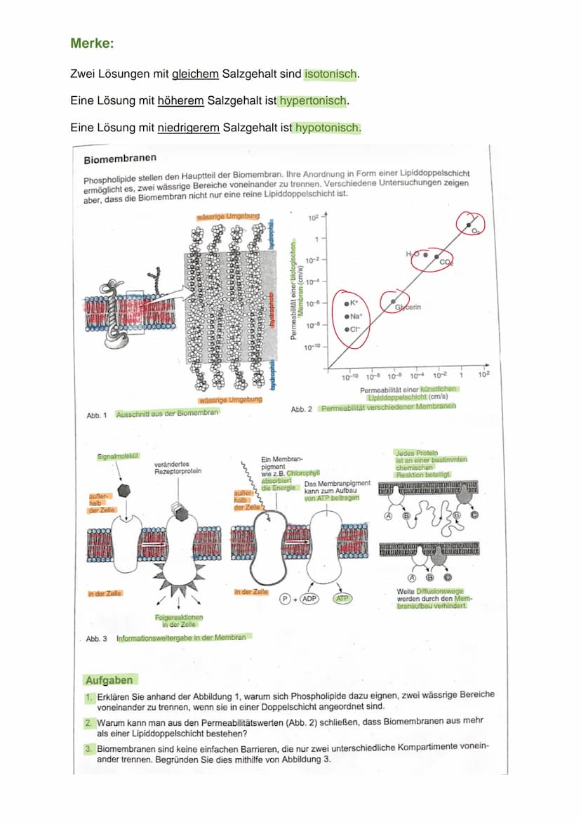 4.1.
4.2.
IV. Der zelluläre Stofftransport
Die Diffusion
Ist die Ausbreitung von Molekülen in dem zur Verfügung stehendem Raum aufgrund der
