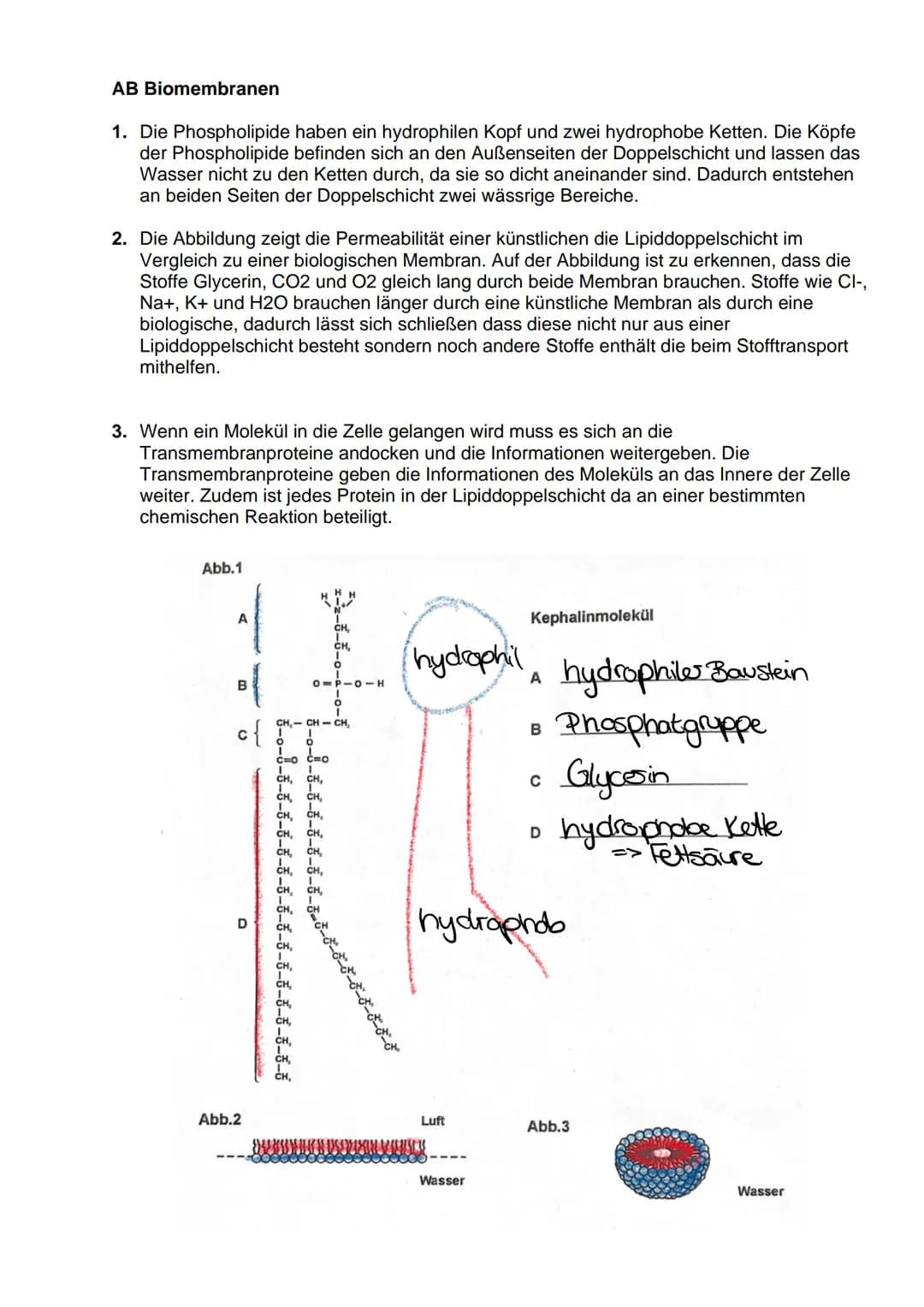 4.1.
4.2.
IV. Der zelluläre Stofftransport
Die Diffusion
Ist die Ausbreitung von Molekülen in dem zur Verfügung stehendem Raum aufgrund der
