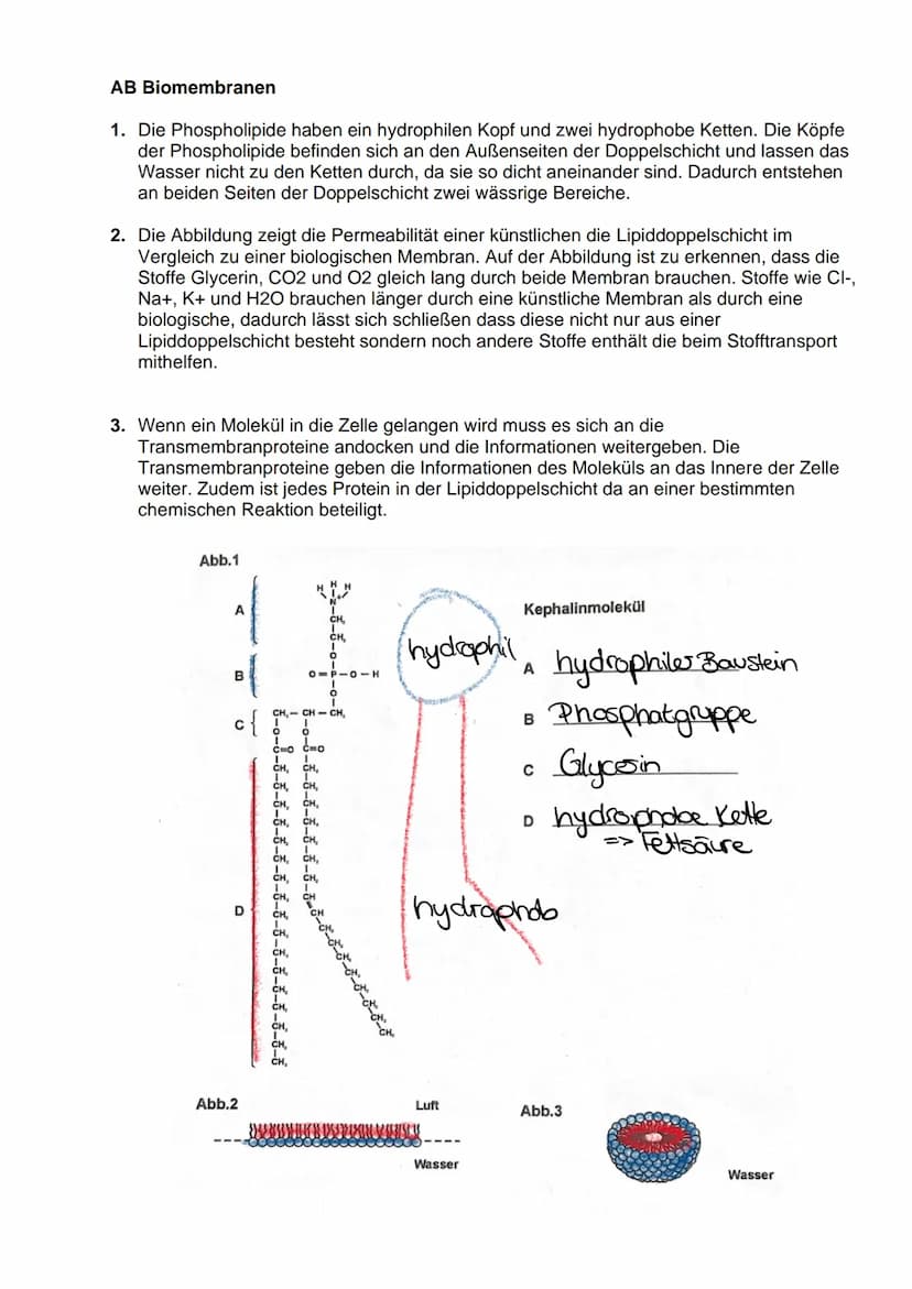 4.1.
4.2.
IV. Der zelluläre Stofftransport
Die Diffusion
Ist die Ausbreitung von Molekülen in dem zur Verfügung stehendem Raum aufgrund der
