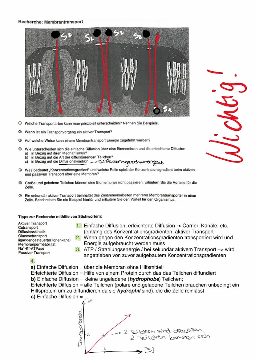4.1.
4.2.
IV. Der zelluläre Stofftransport
Die Diffusion
Ist die Ausbreitung von Molekülen in dem zur Verfügung stehendem Raum aufgrund der
