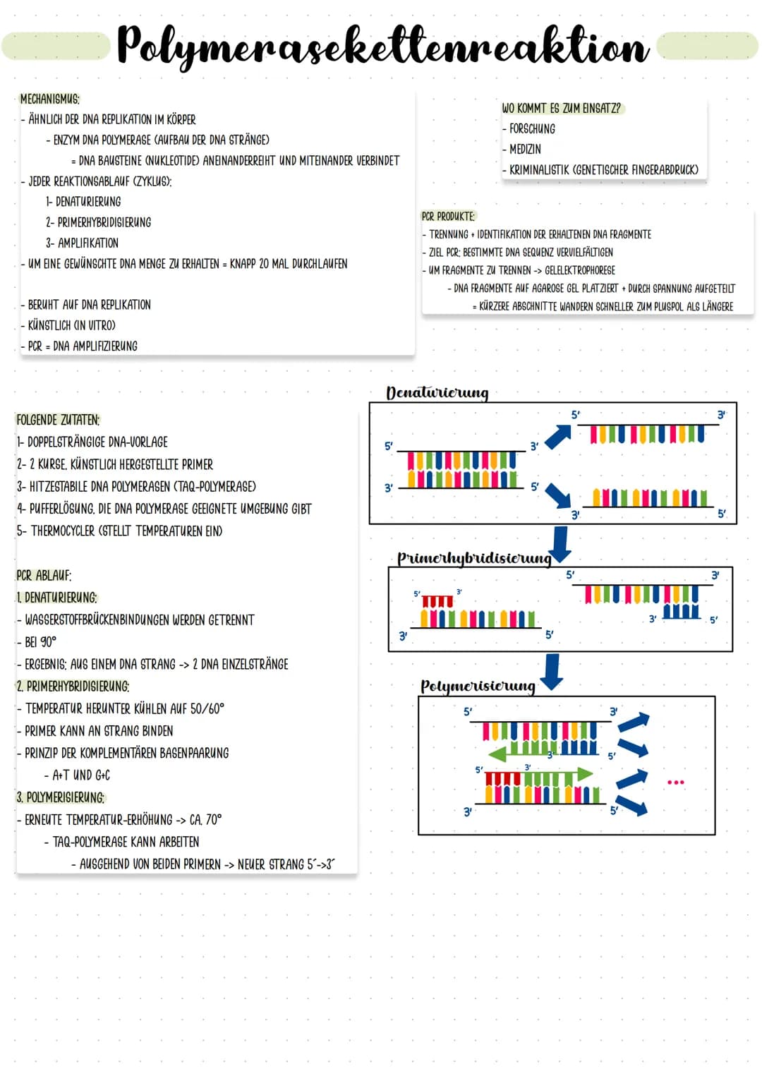 Polymerasekettenreaktion
MECHANISMUS:
- ÄHNLICH DER DNA REPLIKATION IM KÖRPER
- ENZYM DNA POLYMERASE (AUFBAU DER DNA STRÄNGE)
= DNA BAUSTEIN