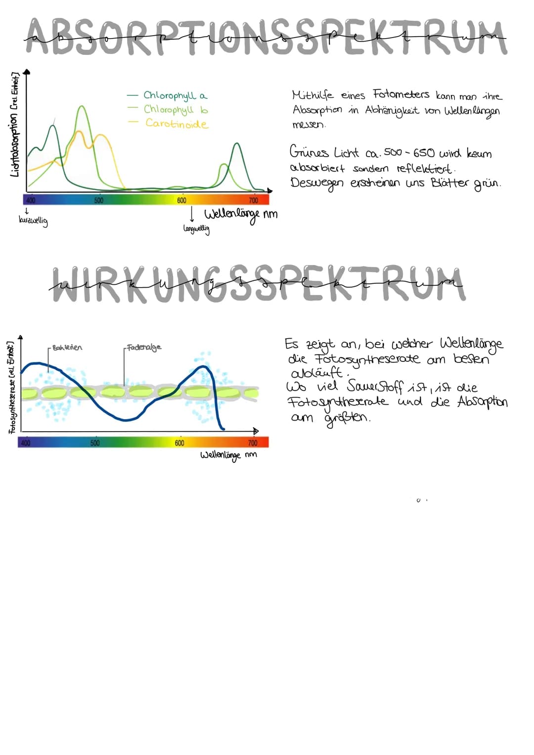 Durch
EVOLUTION
verschiedene Evolutionsfaktoren kommt es zu einer
Artenumwandlung und zur Artenentstehung.
DARWIN
Schrittweise, über viele G