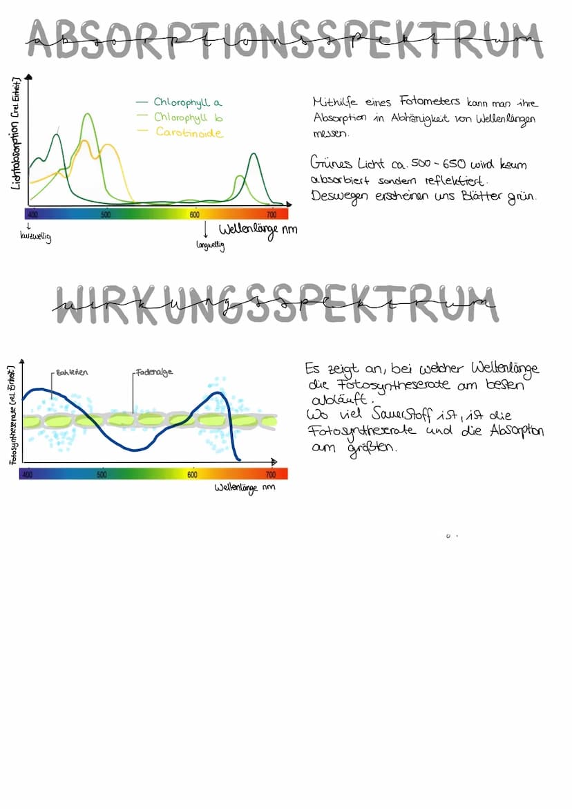 Durch
EVOLUTION
verschiedene Evolutionsfaktoren kommt es zu einer
Artenumwandlung und zur Artenentstehung.
DARWIN
Schrittweise, über viele G