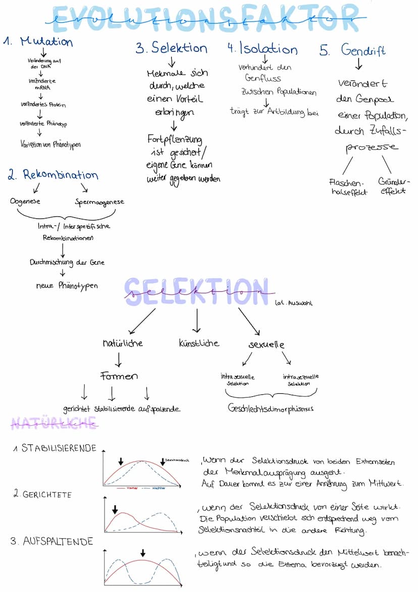 Durch
EVOLUTION
verschiedene Evolutionsfaktoren kommt es zu einer
Artenumwandlung und zur Artenentstehung.
DARWIN
Schrittweise, über viele G