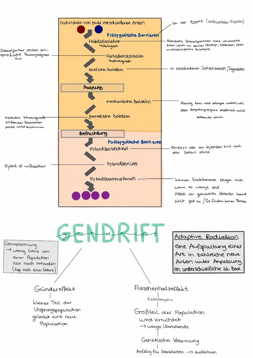 Durch
EVOLUTION
verschiedene Evolutionsfaktoren kommt es zu einer
Artenumwandlung und zur Artenentstehung.
DARWIN
Schrittweise, über viele G