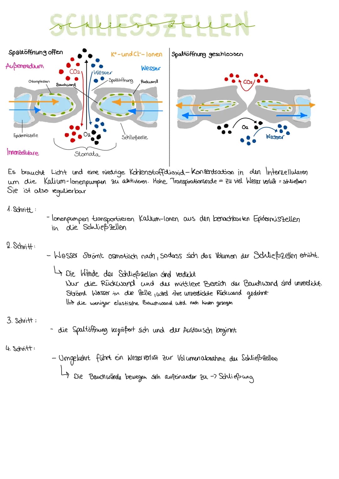 Durch
EVOLUTION
verschiedene Evolutionsfaktoren kommt es zu einer
Artenumwandlung und zur Artenentstehung.
DARWIN
Schrittweise, über viele G