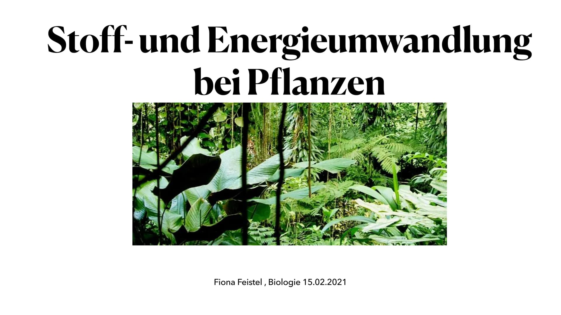 Stoff- und Energieumwandlung
bei Pflanzen
Fiona Feistel, Biologie 15.02.2021 ●
●
●
●
●
●
●
Gliederung
●
Woher nehmen Pflanzen ihre Energie?
