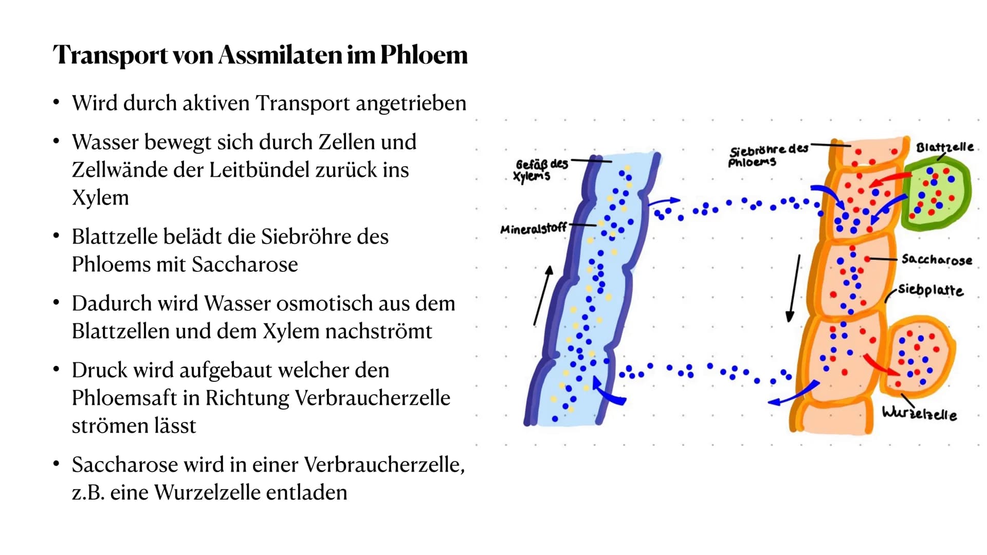 Stoff- und Energieumwandlung
bei Pflanzen
Fiona Feistel, Biologie 15.02.2021 ●
●
●
●
●
●
●
Gliederung
●
Woher nehmen Pflanzen ihre Energie?
