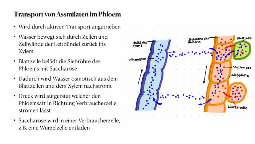 Stoff- und Energieumwandlung
bei Pflanzen
Fiona Feistel, Biologie 15.02.2021 ●
●
●
●
●
●
●
Gliederung
●
Woher nehmen Pflanzen ihre Energie?
