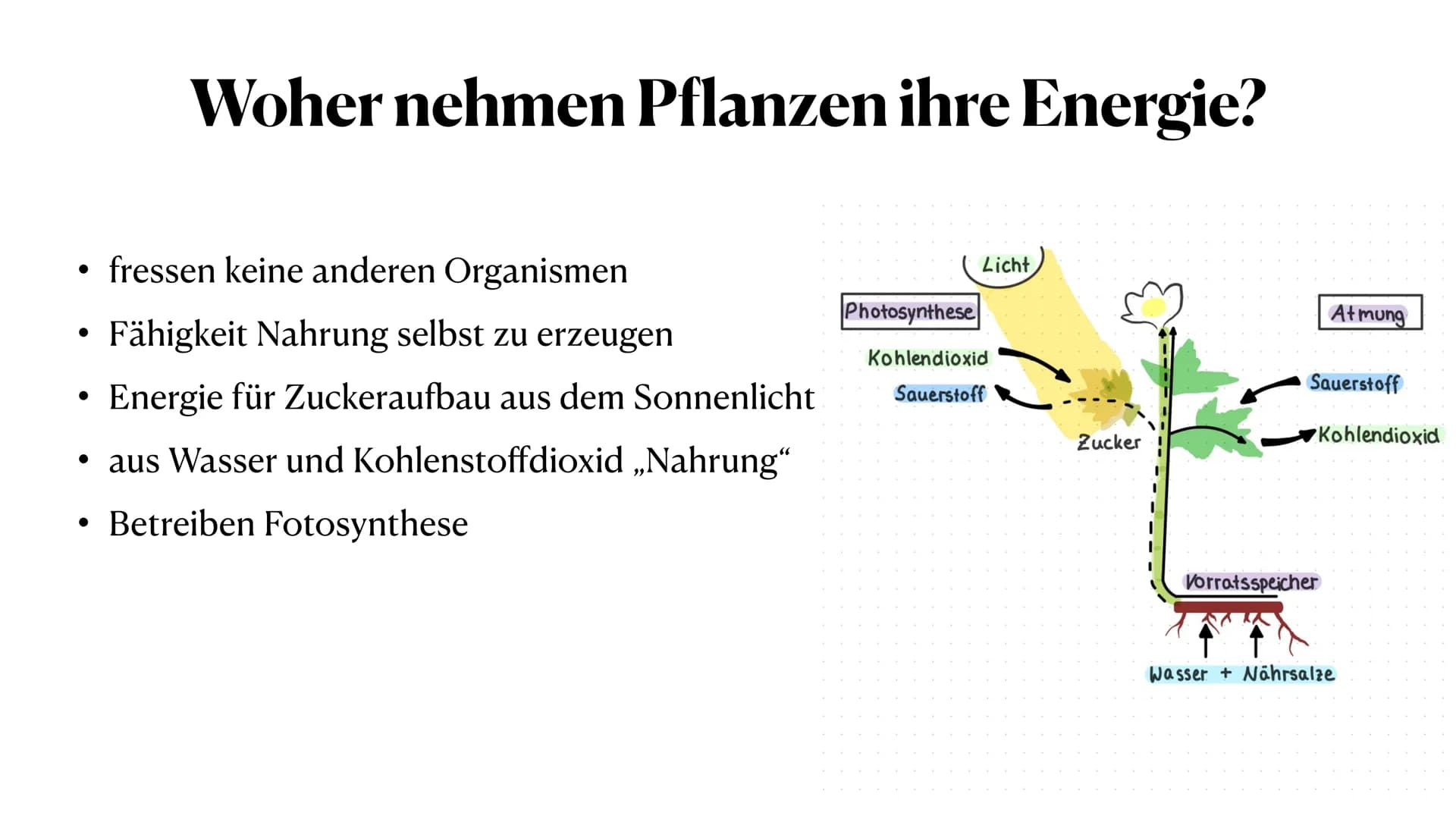 Stoff- und Energieumwandlung
bei Pflanzen
Fiona Feistel, Biologie 15.02.2021 ●
●
●
●
●
●
●
Gliederung
●
Woher nehmen Pflanzen ihre Energie?
