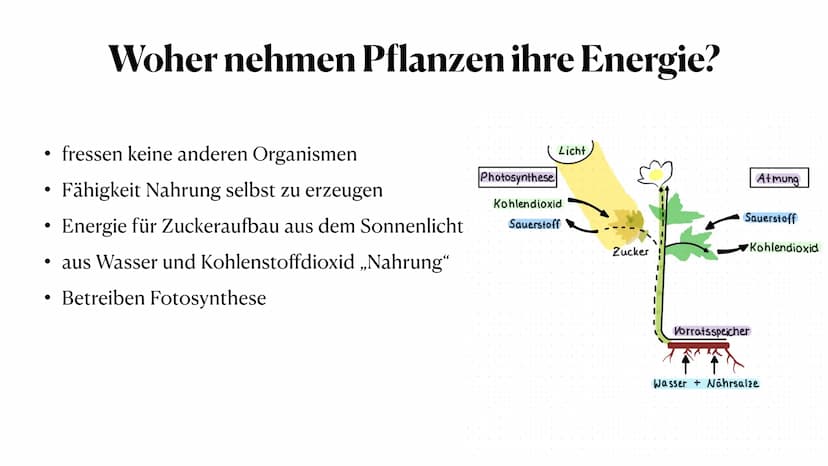 Stoff- und Energieumwandlung
bei Pflanzen
Fiona Feistel, Biologie 15.02.2021 ●
●
●
●
●
●
●
Gliederung
●
Woher nehmen Pflanzen ihre Energie?
