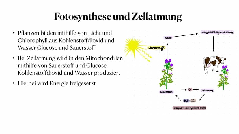 Stoff- und Energieumwandlung
bei Pflanzen
Fiona Feistel, Biologie 15.02.2021 ●
●
●
●
●
●
●
Gliederung
●
Woher nehmen Pflanzen ihre Energie?
