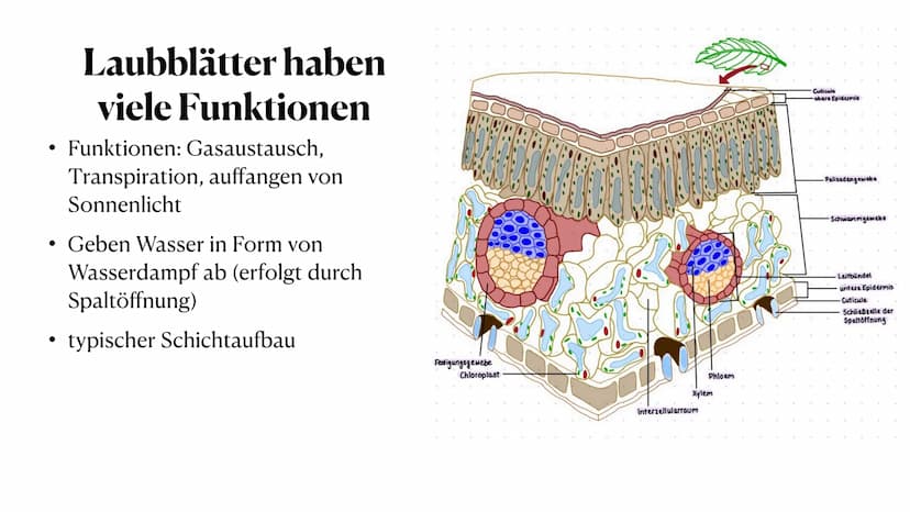 Stoff- und Energieumwandlung
bei Pflanzen
Fiona Feistel, Biologie 15.02.2021 ●
●
●
●
●
●
●
Gliederung
●
Woher nehmen Pflanzen ihre Energie?
