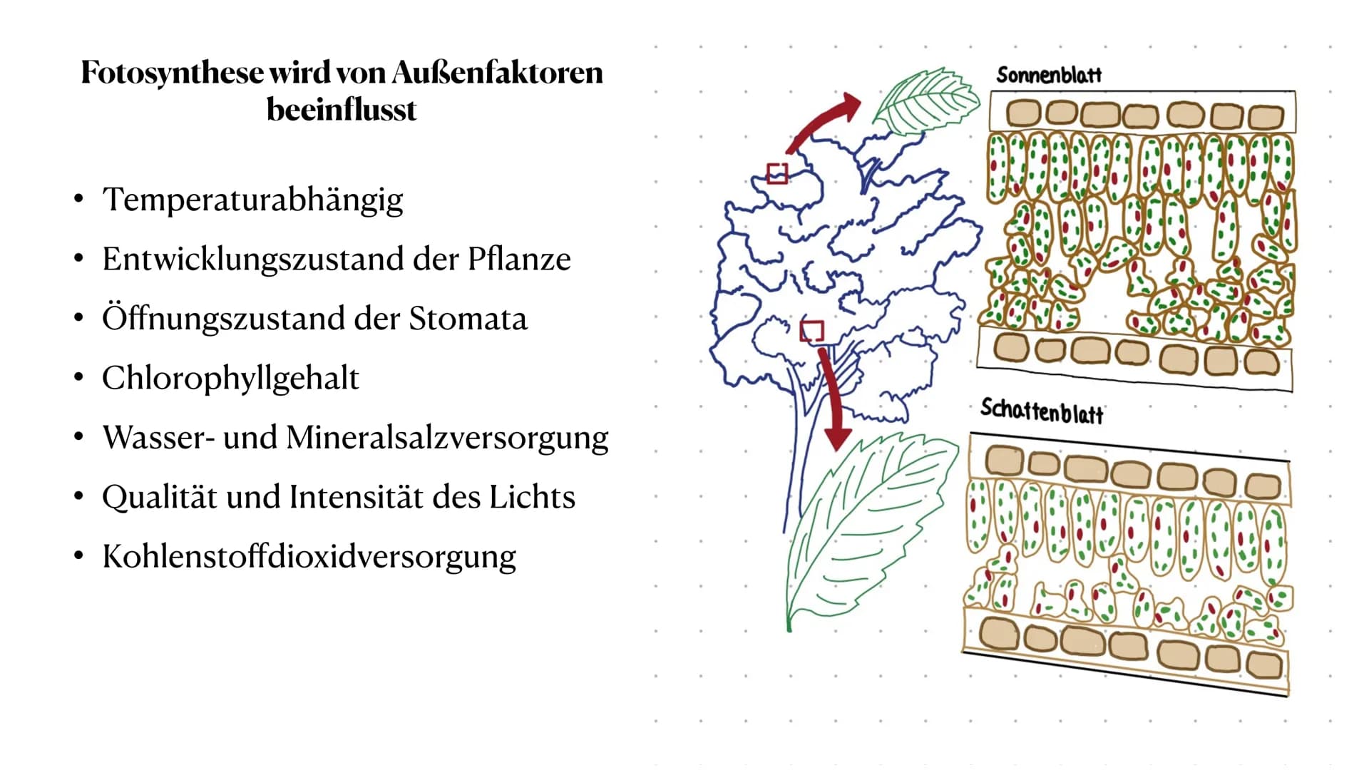 Stoff- und Energieumwandlung
bei Pflanzen
Fiona Feistel, Biologie 15.02.2021 ●
●
●
●
●
●
●
Gliederung
●
Woher nehmen Pflanzen ihre Energie?
