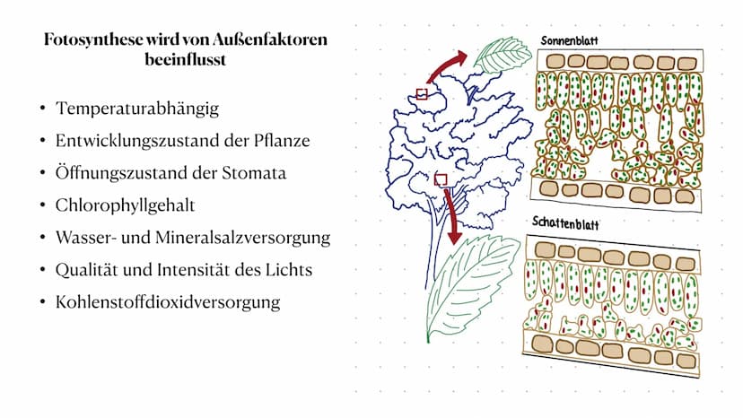 Stoff- und Energieumwandlung
bei Pflanzen
Fiona Feistel, Biologie 15.02.2021 ●
●
●
●
●
●
●
Gliederung
●
Woher nehmen Pflanzen ihre Energie?
