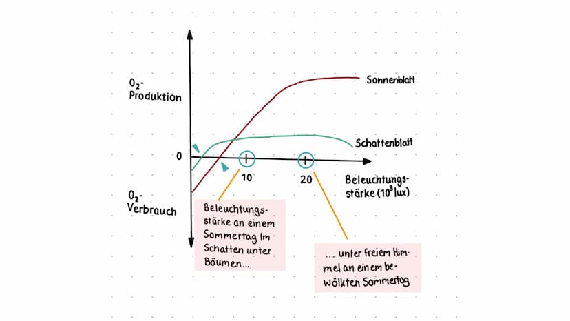 Stoff- und Energieumwandlung
bei Pflanzen
Fiona Feistel, Biologie 15.02.2021 ●
●
●
●
●
●
●
Gliederung
●
Woher nehmen Pflanzen ihre Energie?
