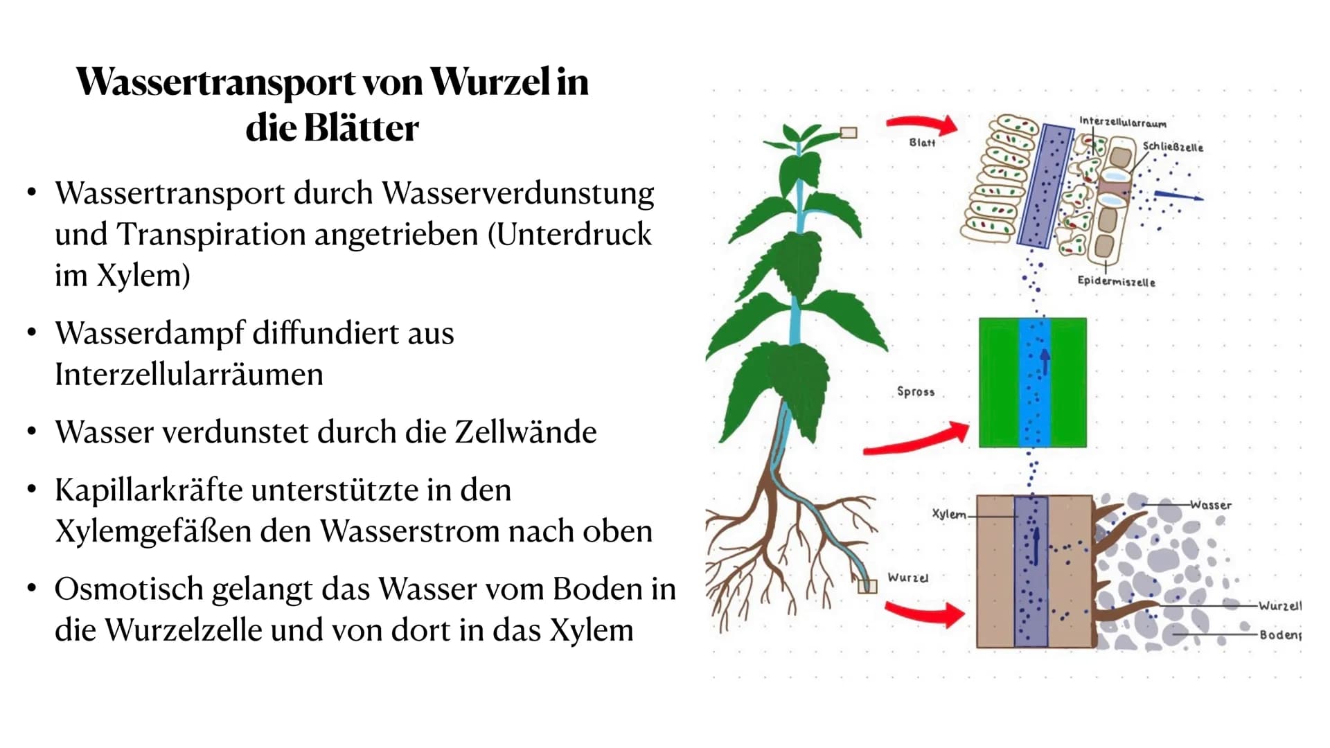 Stoff- und Energieumwandlung
bei Pflanzen
Fiona Feistel, Biologie 15.02.2021 ●
●
●
●
●
●
●
Gliederung
●
Woher nehmen Pflanzen ihre Energie?
