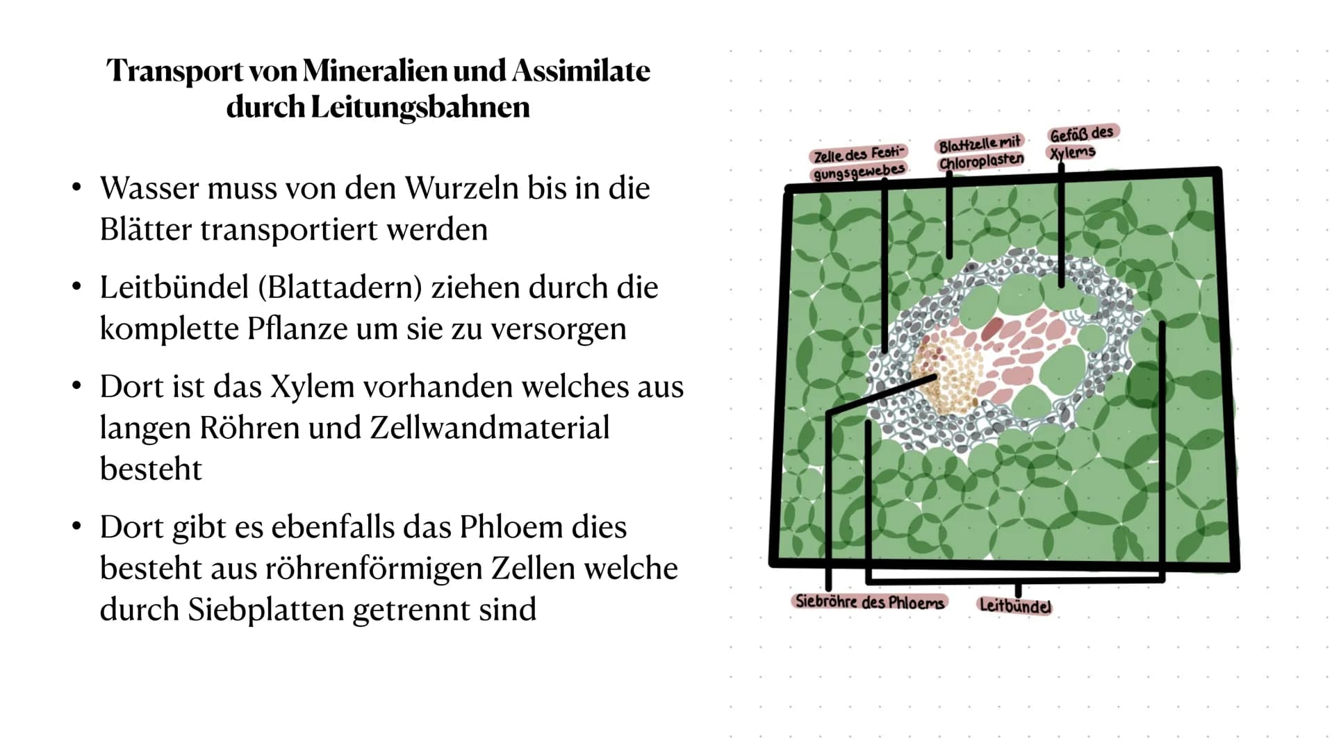 Stoff- und Energieumwandlung
bei Pflanzen
Fiona Feistel, Biologie 15.02.2021 ●
●
●
●
●
●
●
Gliederung
●
Woher nehmen Pflanzen ihre Energie?
