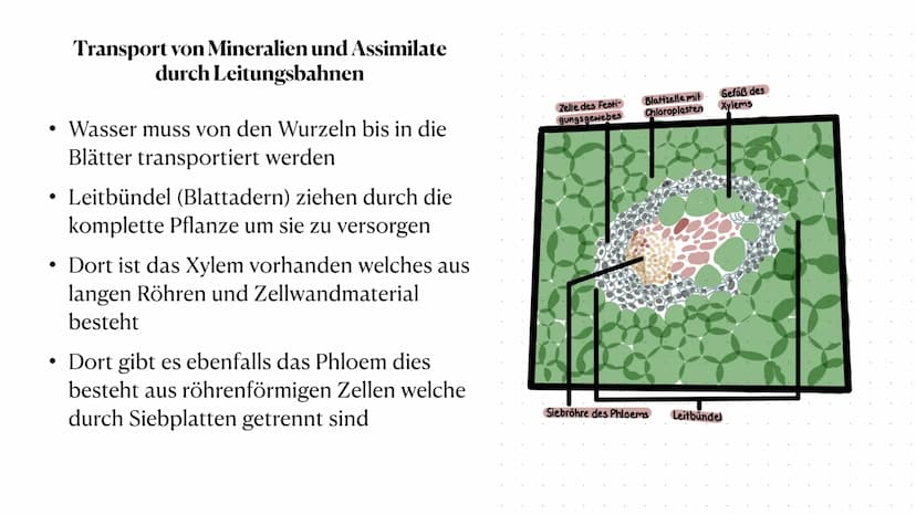 Stoff- und Energieumwandlung
bei Pflanzen
Fiona Feistel, Biologie 15.02.2021 ●
●
●
●
●
●
●
Gliederung
●
Woher nehmen Pflanzen ihre Energie?

