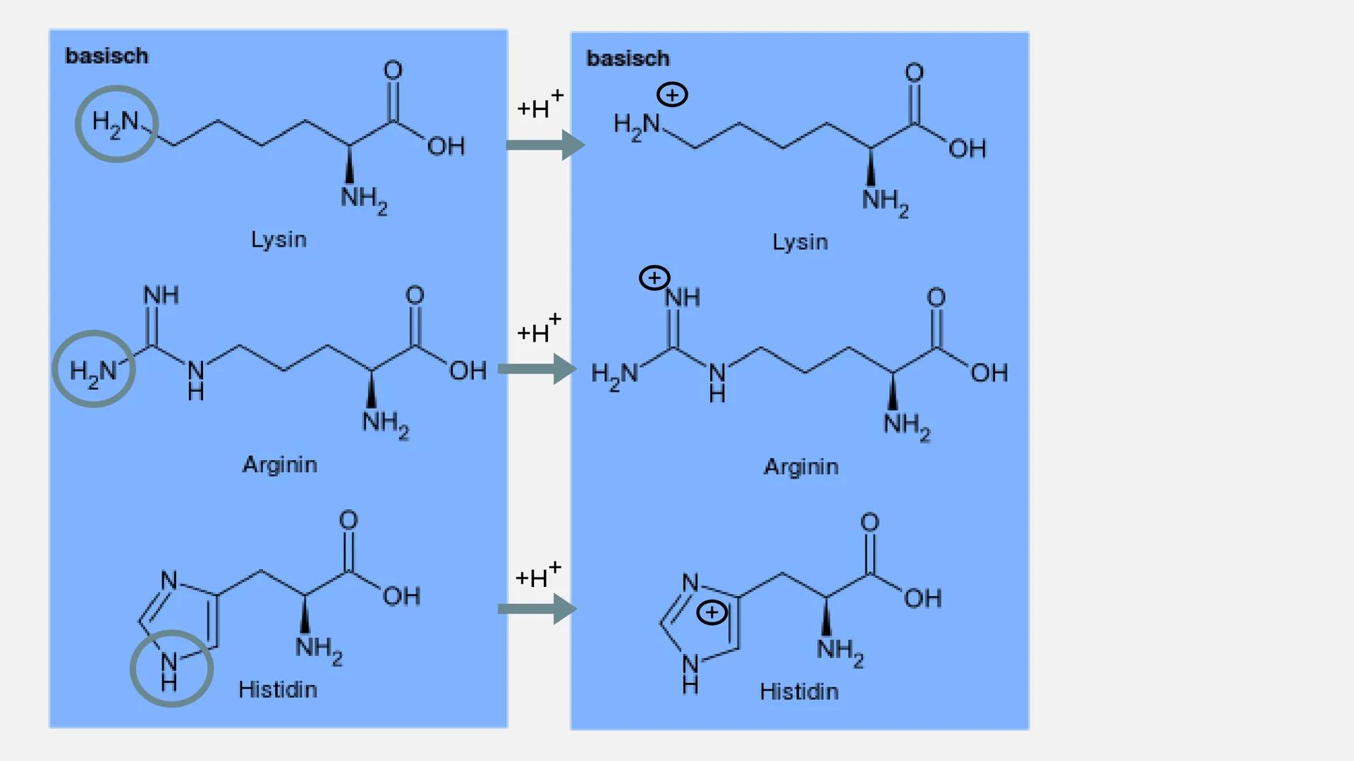 AMINOSÄUREN INHALTSVERZEICHNIS
I. allgemeine Informationen
2. Alpha-Aminosäuren
3. Proteine
4. Grundstruktur von Aminosäuren
5.
Eigenschafte