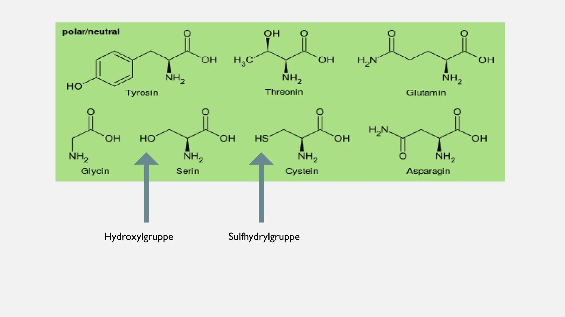AMINOSÄUREN INHALTSVERZEICHNIS
I. allgemeine Informationen
2. Alpha-Aminosäuren
3. Proteine
4. Grundstruktur von Aminosäuren
5.
Eigenschafte