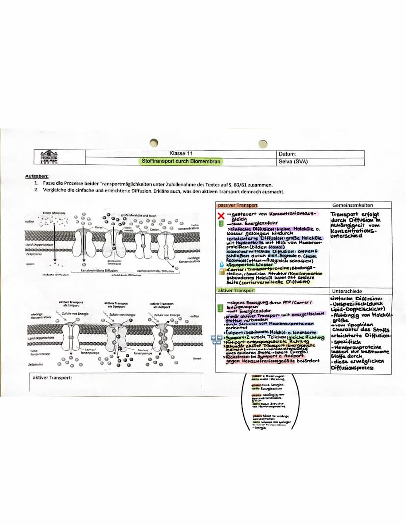 3. Stelle in allgemeiner Form die Transportgeschwindigkeit bei einfacher Diffusion und beim aktiven Transport bei steigender Konzentration g