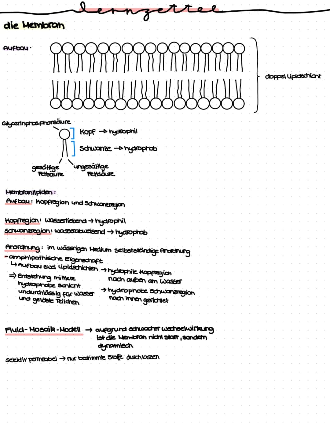 die Membran
Aufbau.
Glycerinphosphorsäure
gesättige
Feteaure
lernzette
Kopf hydrophil
Schwanze → hydrophob
ungesättige
Fettsäure
Membranlipi